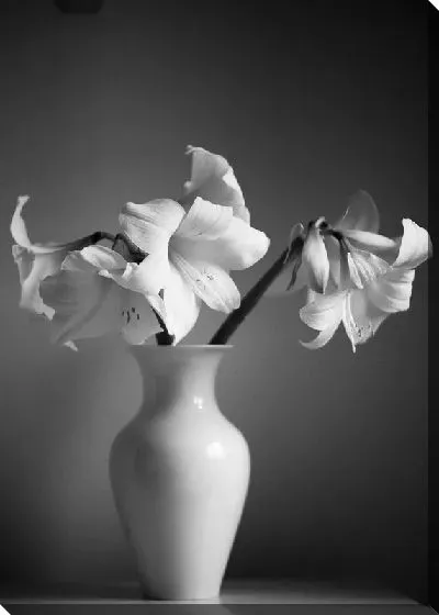 Постер Амариллисы в белой вазе