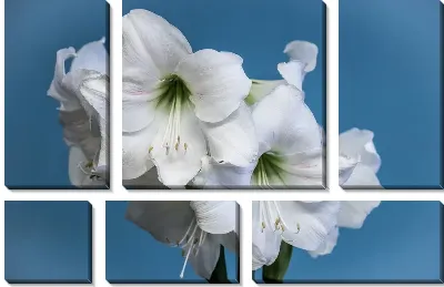 Модульная картина Амариллисы на голубом фоне