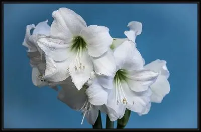 Картина Амариллисы на голубом фоне