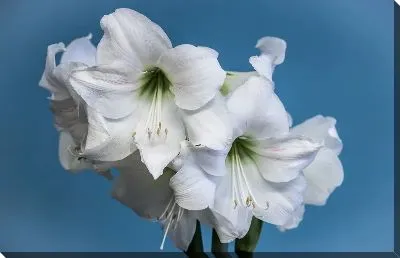 Постер Амариллисы на голубом фоне