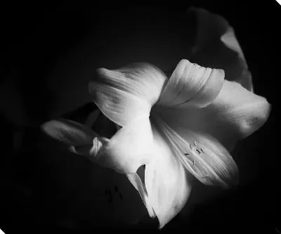 Цветок амариллиса