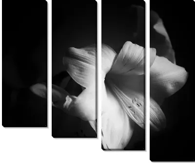 Цветок амариллиса