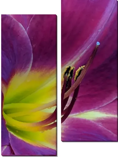 Модульная картина Макро амариллис