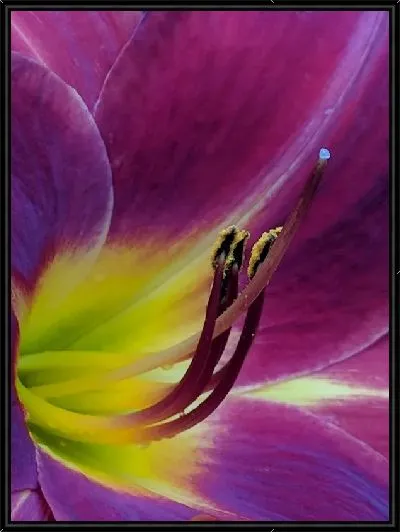 Картина Макро амариллис