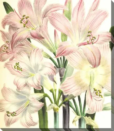 Картина маслом Амариллисы красивые