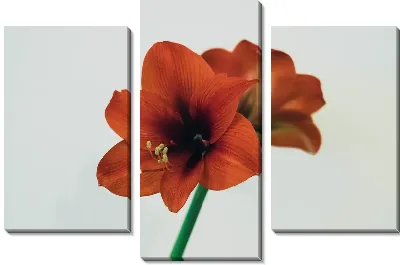 Модульная картина Амариллис на светлом фоне