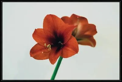 Картина Амариллис на светлом фоне