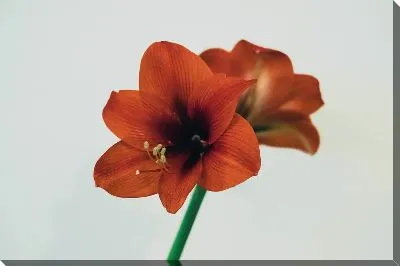 Постер Амариллис на светлом фоне