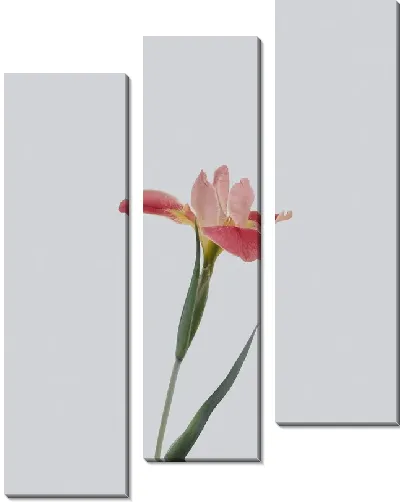 Модульная картина Амариллис на светлом фоне №2