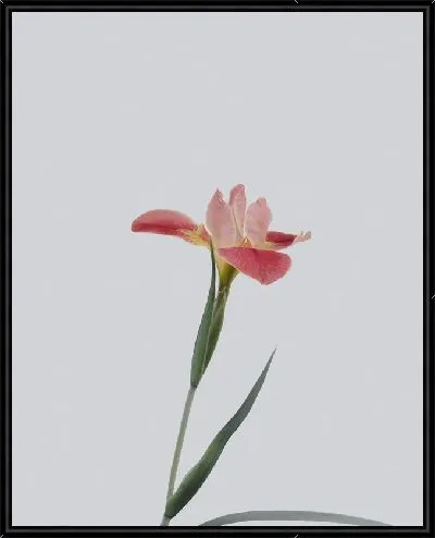 Картина Амариллис на светлом фоне №2