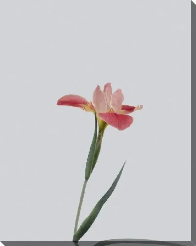 Постер Амариллис на светлом фоне №2