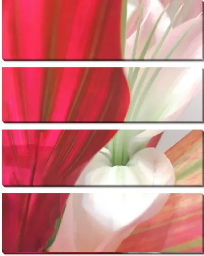 Модульная картина Макро амариллис №3