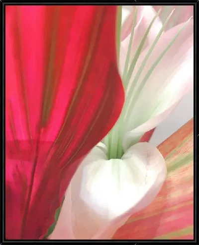 Картина Макро амариллис №3