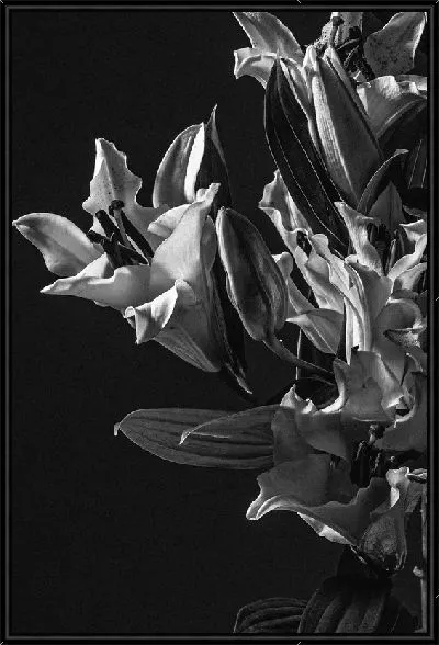 Картина Белые амариллисы на черном фоне