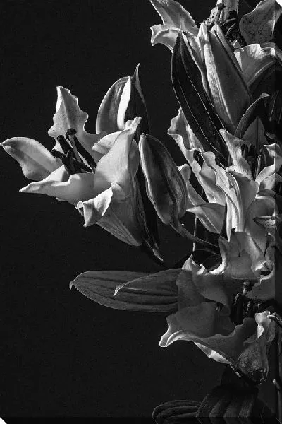 Постер Белые амариллисы на черном фоне