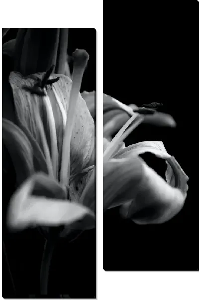 Модульная картина Амариллисы №23