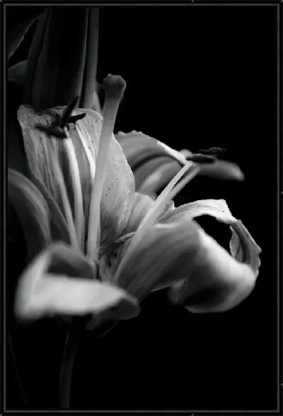 Картина Амариллисы №23