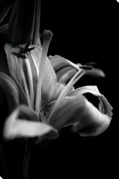 Постер Амариллисы №23