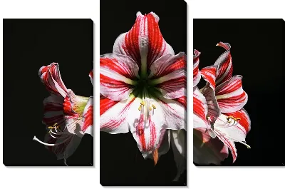 Модульная картина Амариллис №25