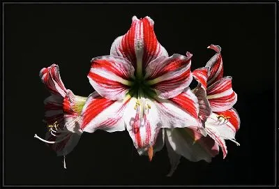 Картина Амариллис №25