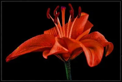 Картина Амариллис №27