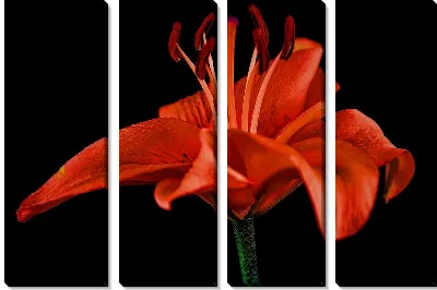 Амариллис №27