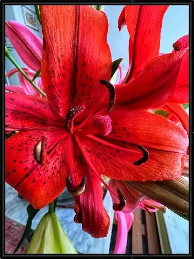 Картина Амариллис №30