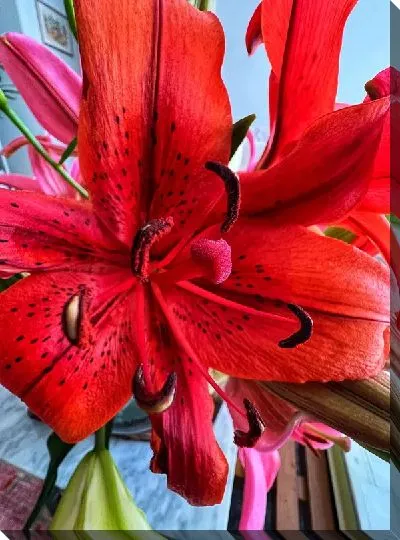 Постер Амариллис №30