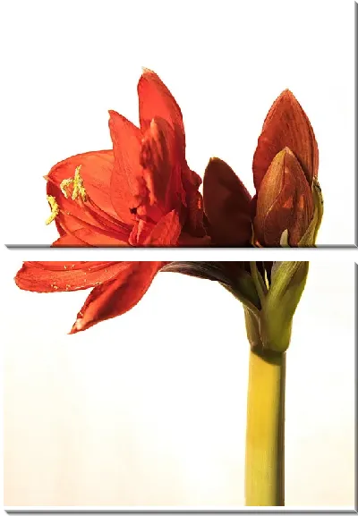 Модульная картина Амариллис №32