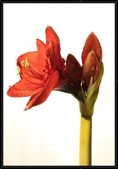 Картина Амариллис №32