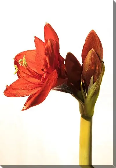 Постер Амариллис №32