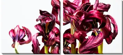 Модульная картина Амариллис №33