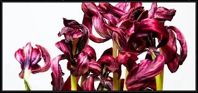 Картина Амариллис №33