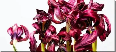 Постер Амариллис №33