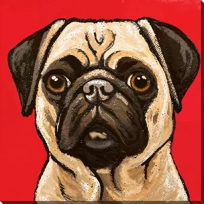 Мопс на красном фоне