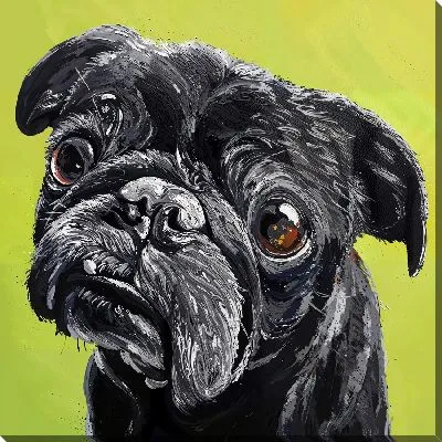 Черный мопс