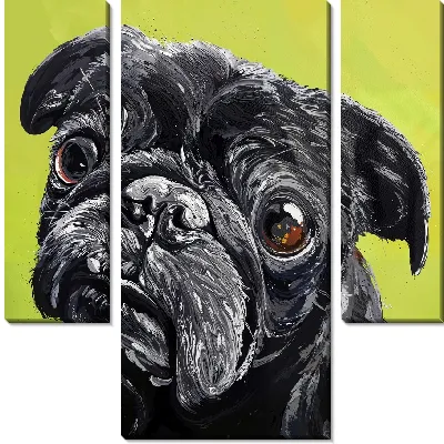 Черный мопс