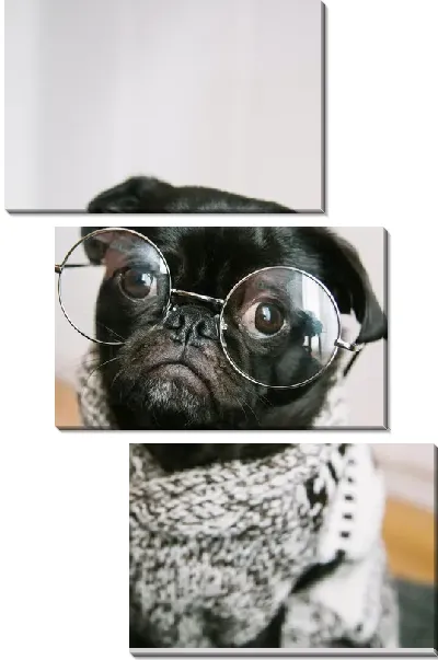 Модульная картина Мопс в очках