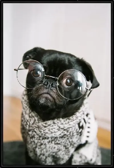 Картина Мопс в очках