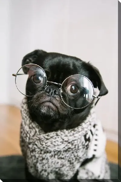Постер Мопс в очках
