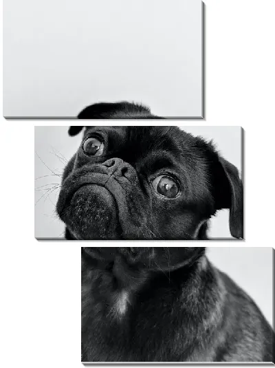 Модульная картина Мопс №8