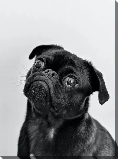 Постер Мопс №8