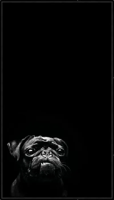 Картина Мопс №9