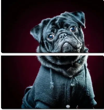 Модульная картина Мопс №101