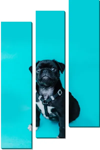 Модульная картина Мопс №14
