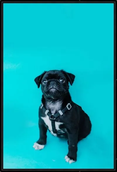 Картина Мопс №14