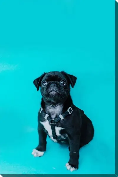 Постер Мопс №14