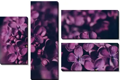Модульная картина Сирень на темном фоне