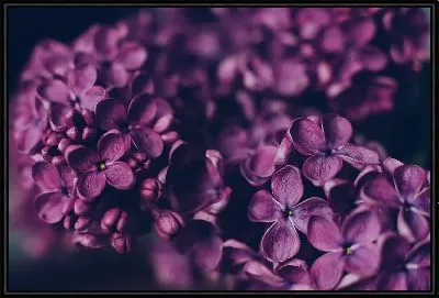 Картина Сирень на темном фоне