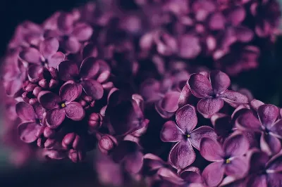 шаблон id 38